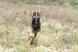 MALINOIS 359